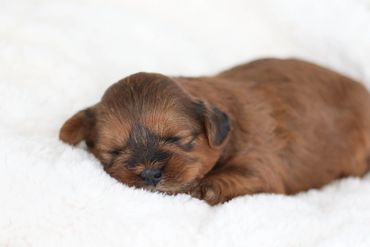 Shihpoo puppies for sale, Shihpoo puppies, teddy bear puppies, poodle mix, shihpoo