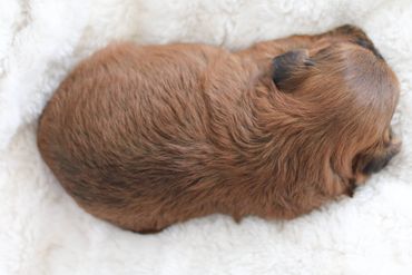 Shihpoo puppies for sale, Shihpoo puppies, teddy bear puppies, poodle mix, shih poo