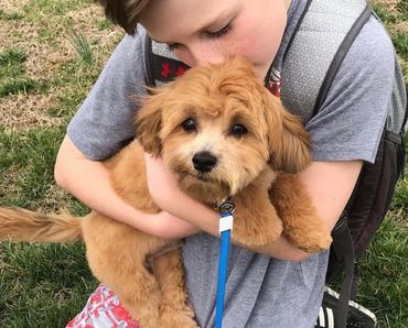 Shih tzu Bichon Mix, Shichon, Shichon full grown, Shichon puppies, Shichon puppies for sale, Teddy b