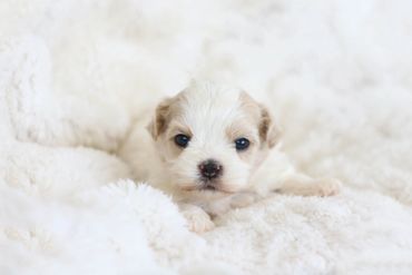 StonyRidge Puppies: Shichon Puppy at 3 weeks,Shichon puppies, Shichon Puppies for Sale, Shichon