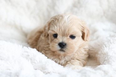 Teddybear Puppies, Shih poo puppies, shihtzu poo, Shihtzu mix, shichon puppy for sale, Shitzu poodle