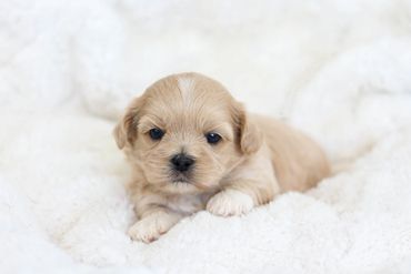 StonyRidge Puppies: Shichon Puppy at 3 weeks,Shichon, shichon puppies, shichon puppies for sale