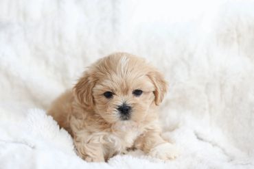 StonyRidge Puppies: Shichon Puppy at 6 weeks,Shichon, shichon puppies, shichon puppies for sale