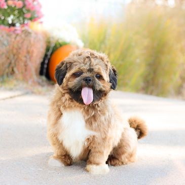 Fluffy puppy sitting outdoors with tongue out.