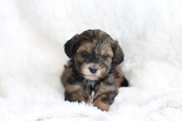 StonyRidge Puppies: Shih Poo Puppy at 5 weeks,Shihpoo puppies for sale, Shihpoo puppies, teddy bear