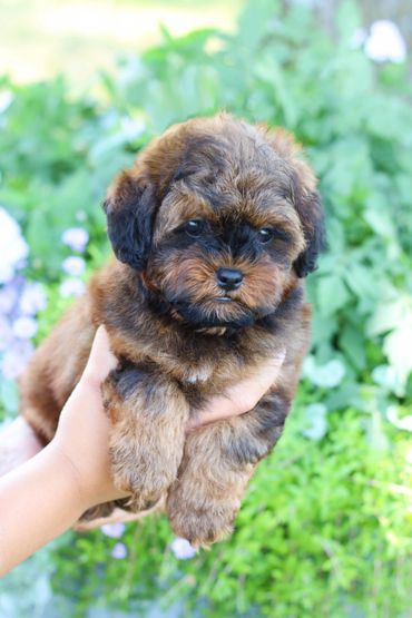 Shihpoo puppies for sale, Shihpoo puppies, Shihpoo, shihpoo breeder, shih poo puppies for sale,