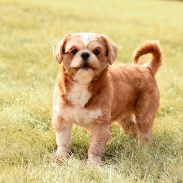 Small brown and white puppy standing on grass outdoors.