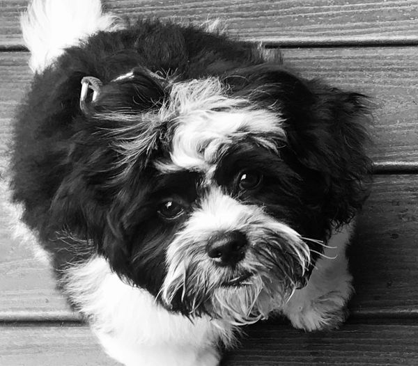 brown shichon for sale, tan shichon, black and white shichon, shihpoo puppy available, cavapoochon