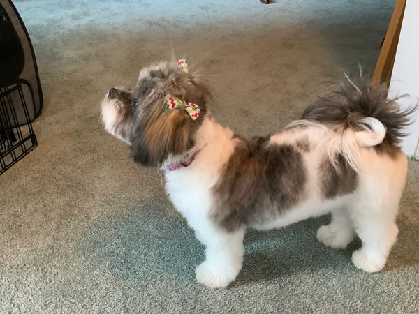 shihchon training, shihpoo training, teddybear puppy training, cavapoo training, puppy potty train