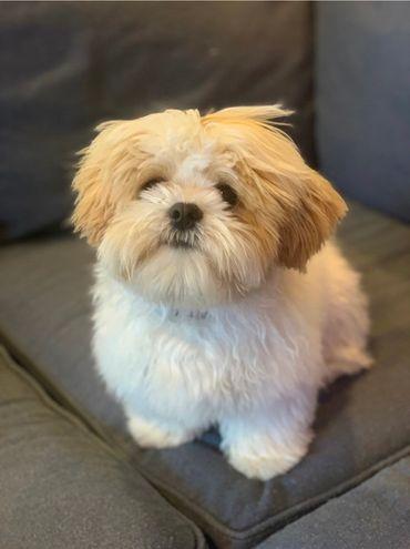 teddy bear puppies for sale, Shichon puppies, Shichon puppies for sale, Shichon, Shihtzu bichon mix