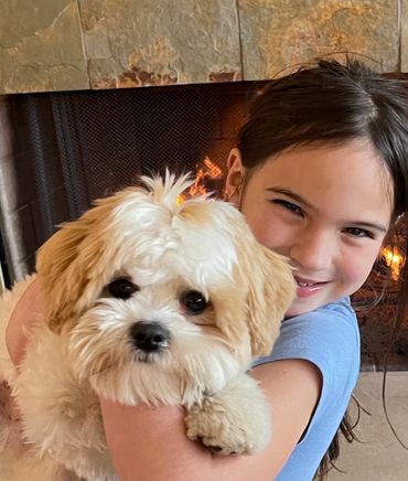 Shichon puppies, Shichon Puppies for Sale, Shichon Breeders, teddy bear puppies for Sale,cavachon