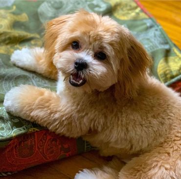 Shih tzu Bichon Mix, Shichon, Shichon full grown, breeder of teddy bear dogs, Teddy Bear puppies