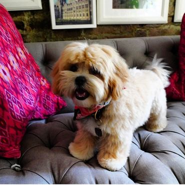 Shih tzu Bichon Mix, Shichon, Shichon full grown, breeder of teddy bear dogs, Teddy Bear puppies