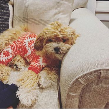 Shih tzu Bichon Mix, Shichon, Shichon full grown, breeder of teddy bear dogs, Teddy Bear puppies