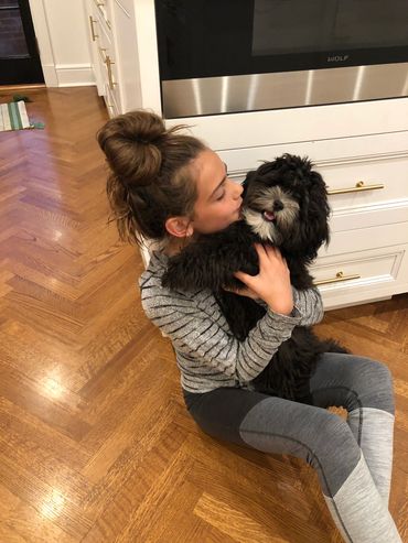 Shihpoo, Shih poo full grown, Poodle Shitzu, Shih tzu mix poodle, Shih tzu poodle, Shih poo puppy