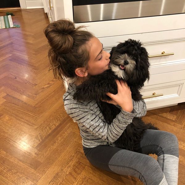 Shihpoo, Shih poo puppies, Poodle Shitzu, Shih tzu mix poodle, Shih tzu poodle, Shih poo puppy