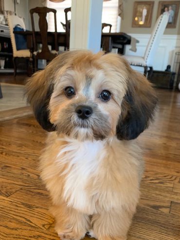 Shihpoo puppies for sale, Shihpoo puppies, teddy bear puppies, poodle mix, shihpoo, shihtzu