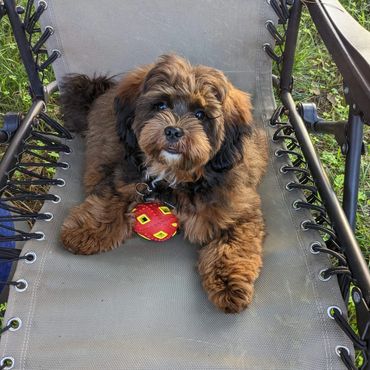 Shihpoo, Shih poo full grown, Poodle Shitzu, Shih tzu mix poodle, Shih tzu poodle, Shih poo puppy