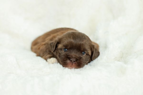 Shichon puppies, Shichon puppies for sale, teddy bear puppies, Shichon, teddy bear puppies for sale