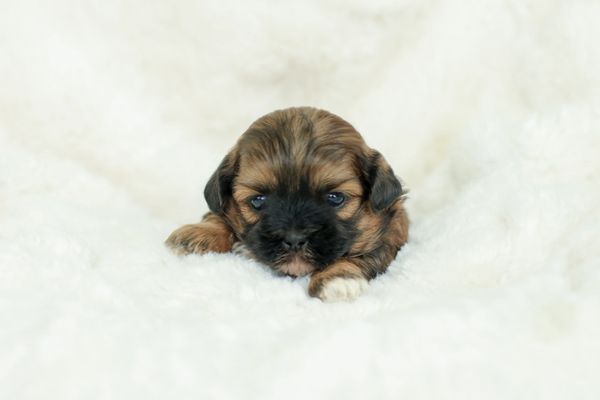 Shichon puppies, Shichon puppies for sale, teddy bear puppies, Shichon, teddy bear puppies for sale