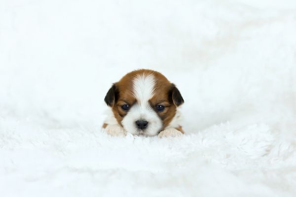 Shichon puppies, Shichon puppies for sale, teddy bear puppies, Shichon, teddy bear puppies for sale