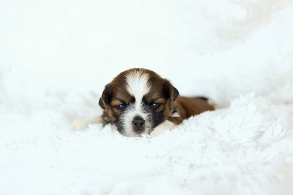 Shichon puppies, Shichon puppies for sale, teddy bear puppies, Shichon, teddy bear puppies for sale