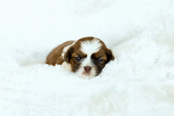 Shichon puppies, Shichon puppies for sale, teddy bear puppies, Shichon, teddy bear puppies for sale