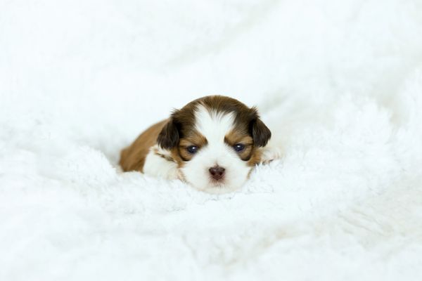 Shichon puppies, Shichon puppies for sale, teddy bear puppies, Shichon, teddy bear puppies for sale