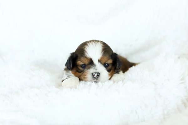 Shichon puppies, Shichon puppies for sale, teddy bear puppies, Shichon, teddy bear puppies for sale