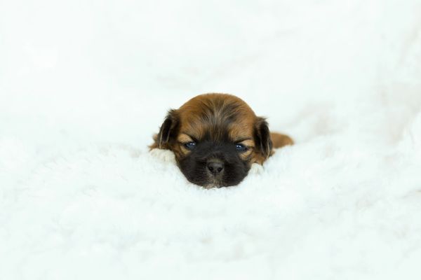 Shichon puppies, Shichon puppies for sale, teddy bear puppies, Shichon, teddy bear puppies for sale