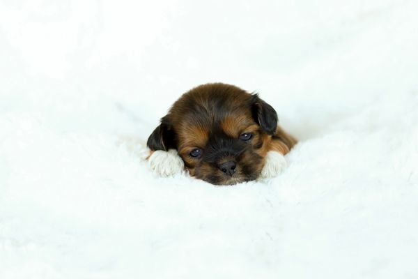Shichon puppies, Shichon puppies for sale, teddy bear puppies, Shichon, teddy bear puppies for sale