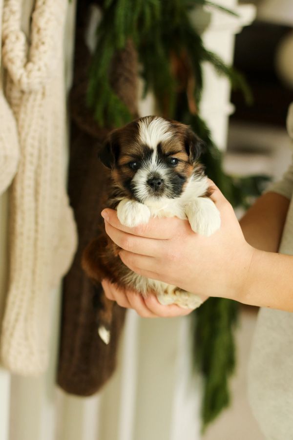 Shichon puppies, Shichon puppies for sale, teddy bear puppies, Shichon, teddy bear puppies for sale