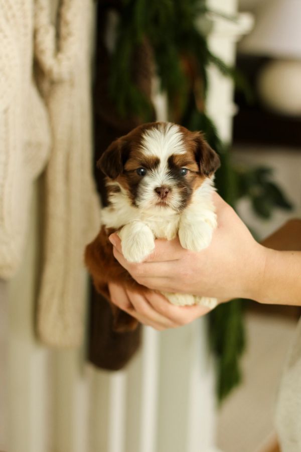 Shichon puppies, Shichon puppies for sale, teddy bear puppies, Shichon, teddy bear puppies for sale
