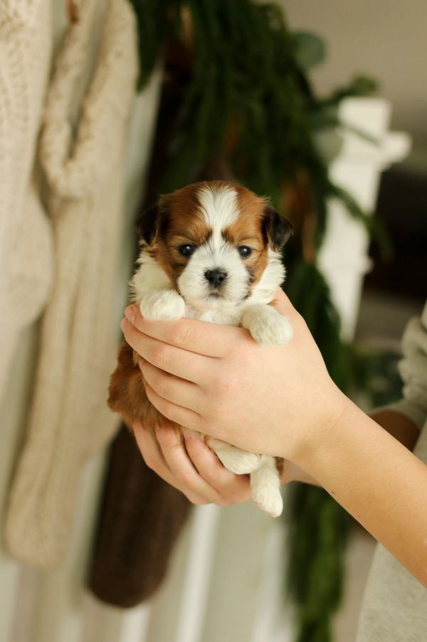 Shichon puppies, Shichon puppies for sale, teddy bear puppies, Shichon, teddy bear puppies for sale