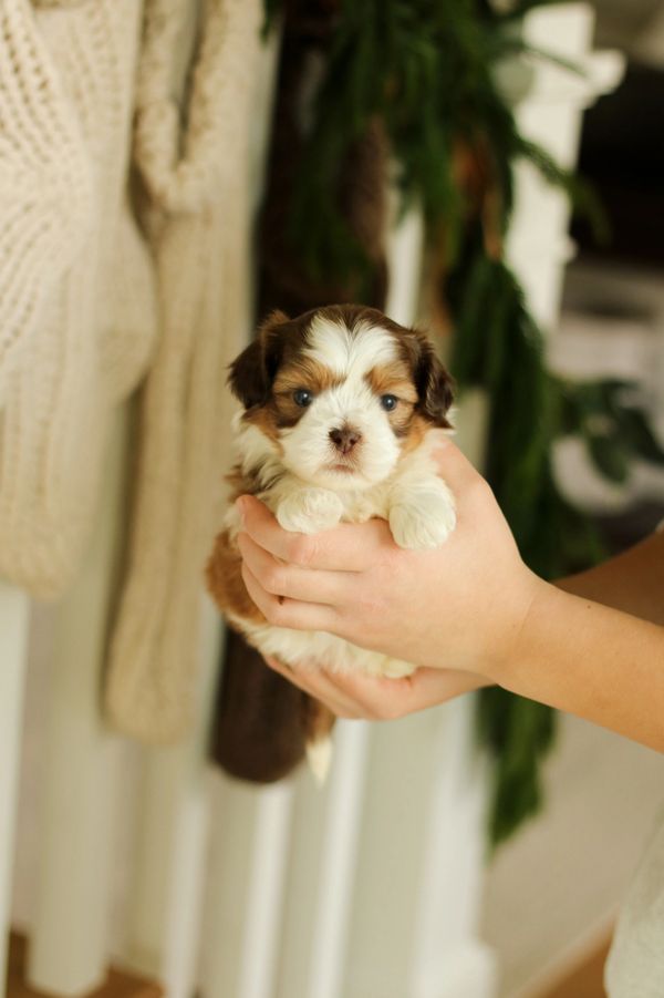 Shichon puppies, Shichon puppies for sale, teddy bear puppies, Shichon, teddy bear puppies for sale