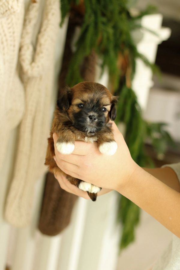 Shichon puppies, Shichon puppies for sale, teddy bear puppies, Shichon, teddy bear puppies for sale