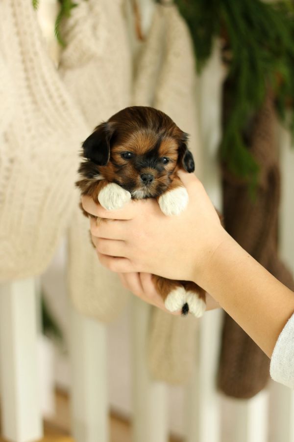 Shichon puppies, Shichon puppies for sale, teddy bear puppies, Shichon, teddy bear puppies for sale