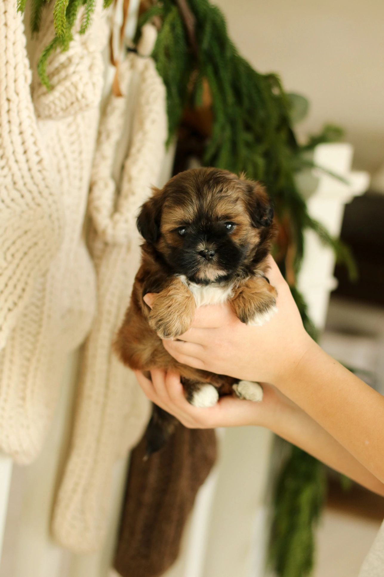 Shichon puppies, Shichon puppies for sale, teddy bear puppies, Shichon, teddy bear puppies for sale