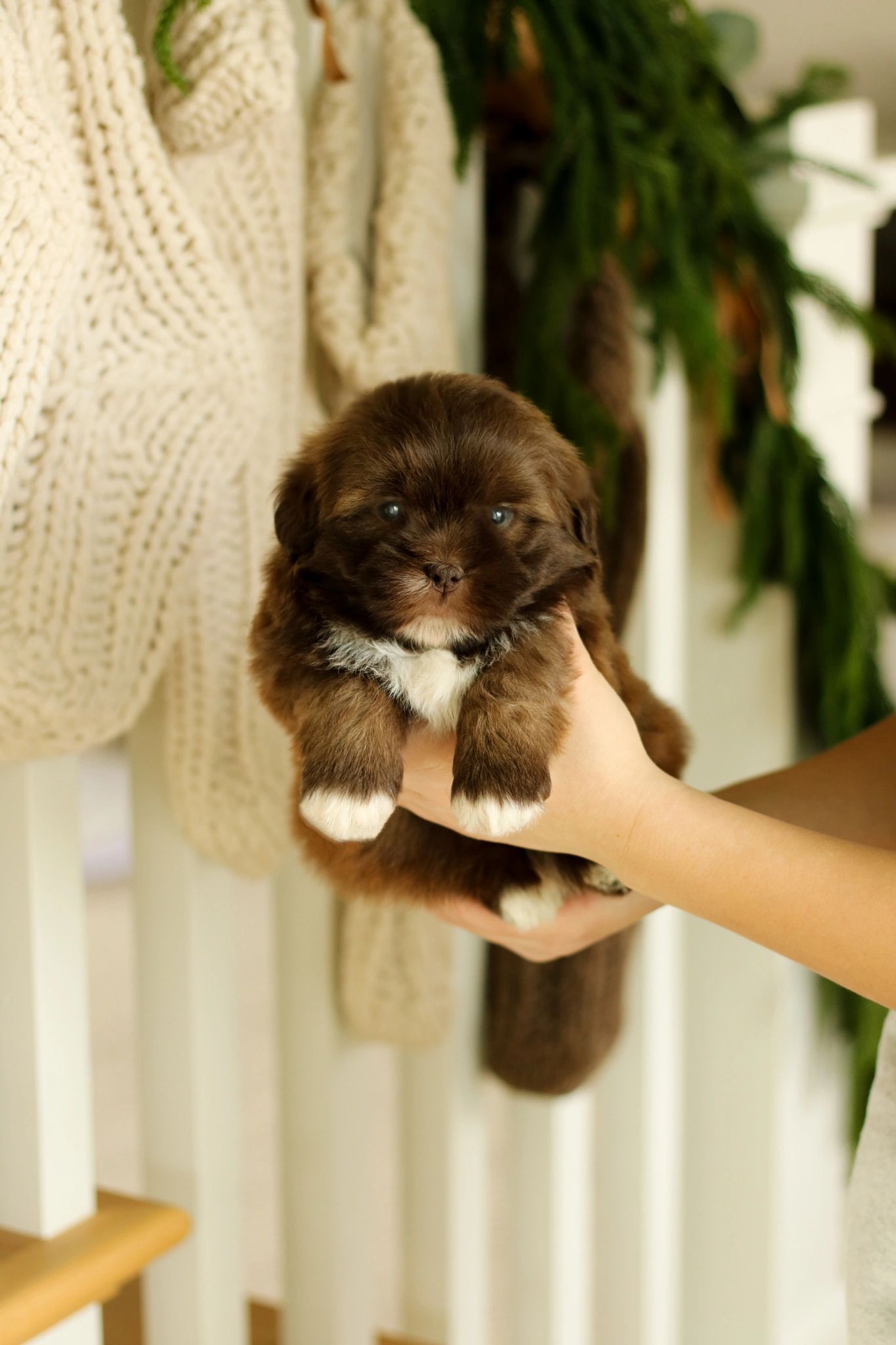 Shichon puppies, Shichon puppies for sale, teddy bear puppies, Shichon, teddy bear puppies for sale