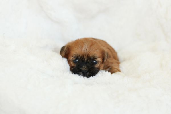 Shichon puppies, Shichon puppies for sale, teddy bear puppies, Shichon, teddy bear puppies for sale