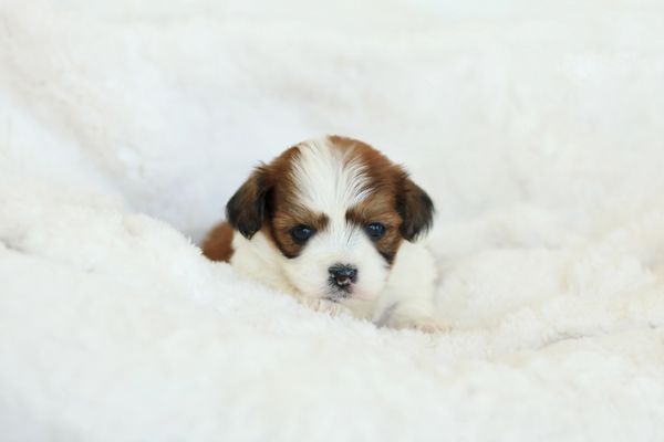 Shichon puppies, Shichon puppies for sale, teddy bear puppies, Shichon, teddy bear puppies for sale