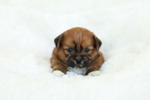 Shichon puppies, Shichon puppies for sale, teddy bear puppies, Shichon, teddy bear puppies for sale