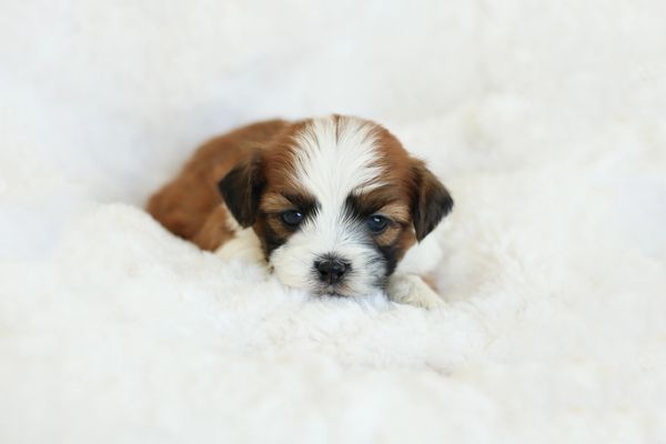 Shichon puppies, Shichon puppies for sale, teddy bear puppies, Shichon, teddy bear puppies for sale