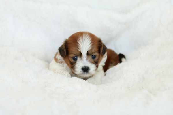 Shichon puppies, Shichon puppies for sale, teddy bear puppies, Shichon, teddy bear puppies for sale