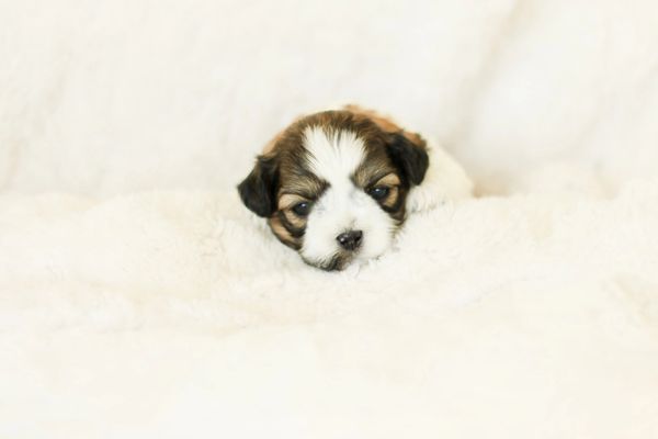 Shichon puppies, Shichon puppies for sale, teddy bear puppies, Shichon, teddy bear puppies for sale