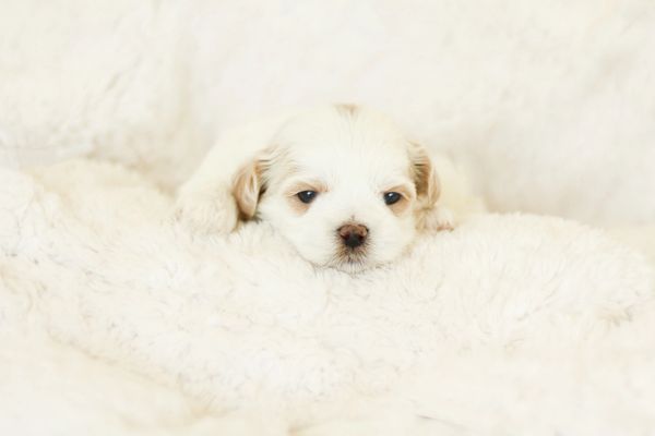 Shichon puppies, Shichon puppies for sale, teddy bear puppies, Shichon, teddy bear puppies for sale