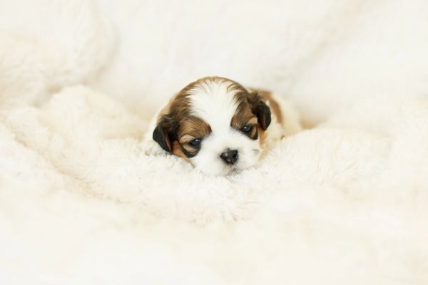 Shichon puppies, Shichon puppies for sale, teddy bear puppies, Shichon, teddy bear puppies for sale