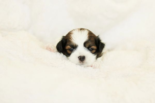 Shichon puppies, Shichon puppies for sale, teddy bear puppies, Shichon, teddy bear puppies for sale