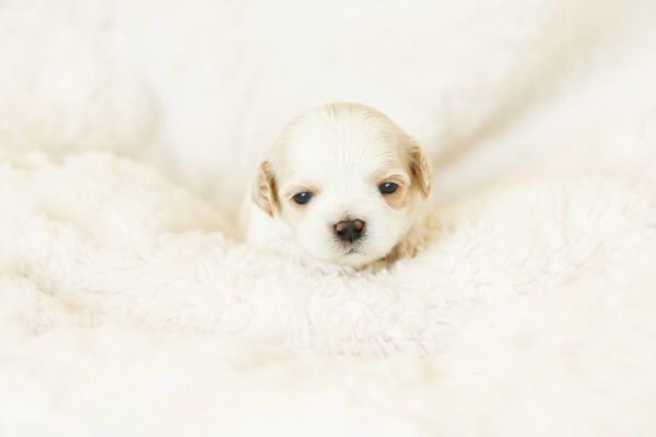 Shichon puppies, Shichon puppies for sale, teddy bear puppies, Shichon, teddy bear puppies for sale