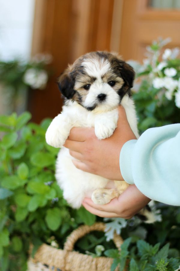 Shichon puppies, Shichon puppies for sale, teddy bear puppies, Shichon, teddy bear puppies for sale